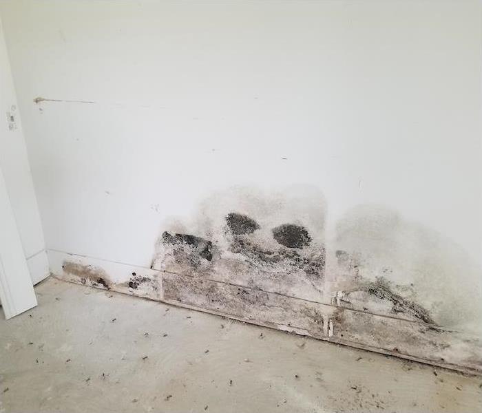 mold damage on a white wall