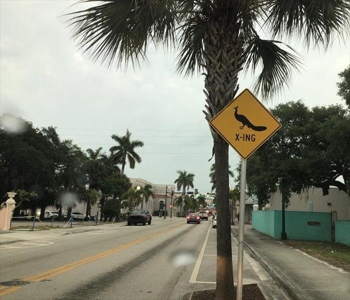 peacock crossing sign, downtown fort pierce
